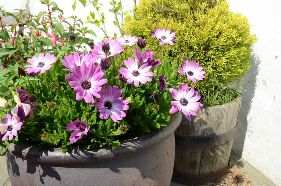 flowers